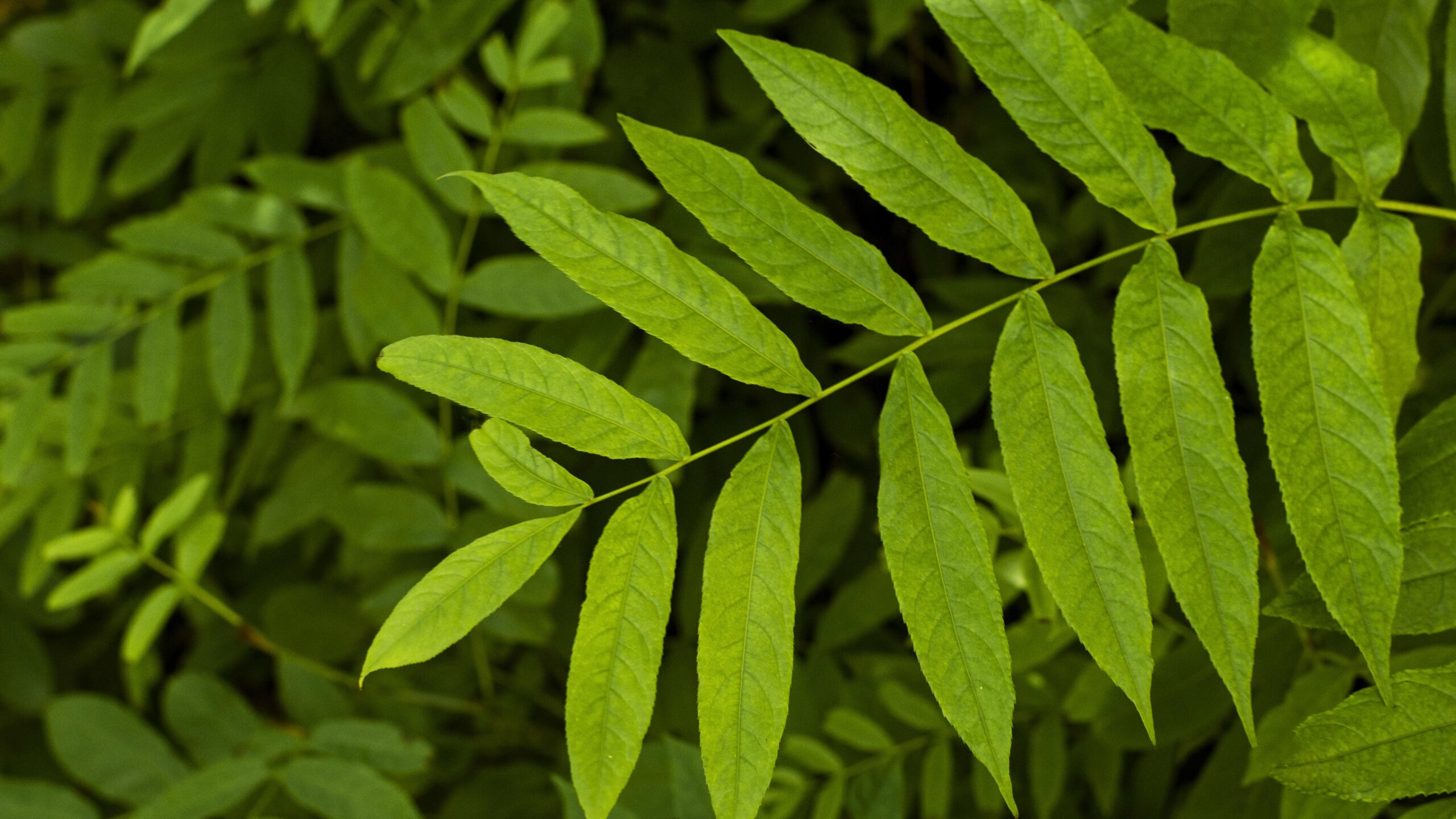 neem tree leaves
